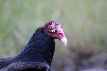 Turkey Vulture