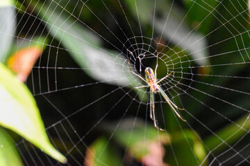 los insectos y el medio ambiente