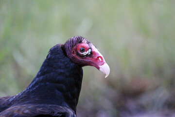 Turkey Vulture