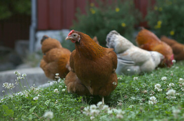 Domestic chicken on traditional rural barnyard in summer. Hen walk on a green grass in the yard.
