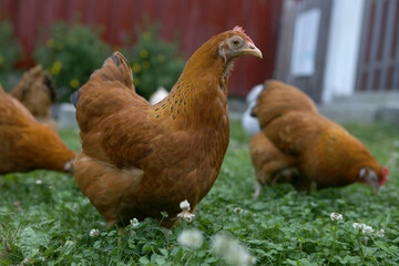Domestic chicken on traditional rural barnyard in summer. Hen walk on a green grass in the yard.