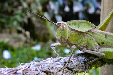 los insectos y el medio ambiente