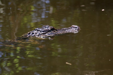 Alligator