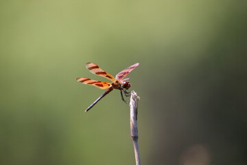 dragonfly