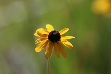 Black-eyed Susan