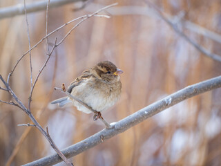 Sparrow sits on a branch without leaves.