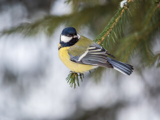 Cute bird Great tit, songbird sitting on the fir branch