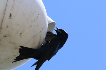 Purple Martin