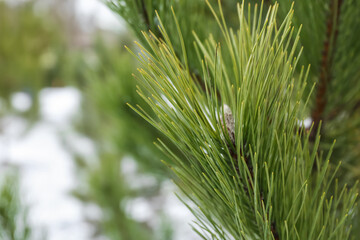 Pine tree branch on winter day, closeup