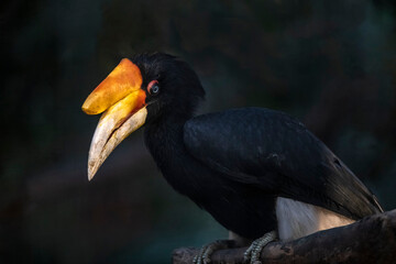 Rhinoceros Hornbill