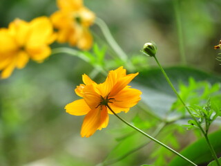 Sarapiquí, Costa Rica
