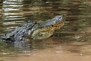 American Alligator