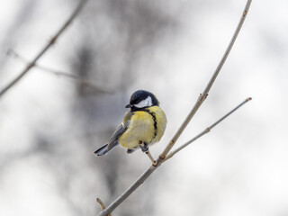 Cute bird Great tit, songbird sitting on a branch without leaves in the autumn or winter.