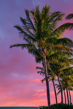 Beautiful Hawaiian sunrise on the beach with palm trees