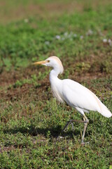 cattle egret
