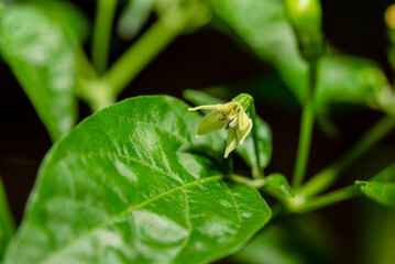 Peppers that are starting to bloom