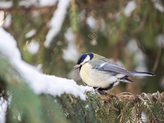 Cute bird Great tit, songbird sitting on the fir branch with snow in winter
