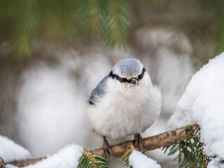 Eurasian nuthatch or wood nuthatch, lat. Sitta europaea, sitting on the fir branch with snow in winter forest