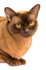 Face or head portrait of burmese purebred domestic single cat of chocolate color sitting and looking attentively with big yellow eyes  straight into camera isolated on white background