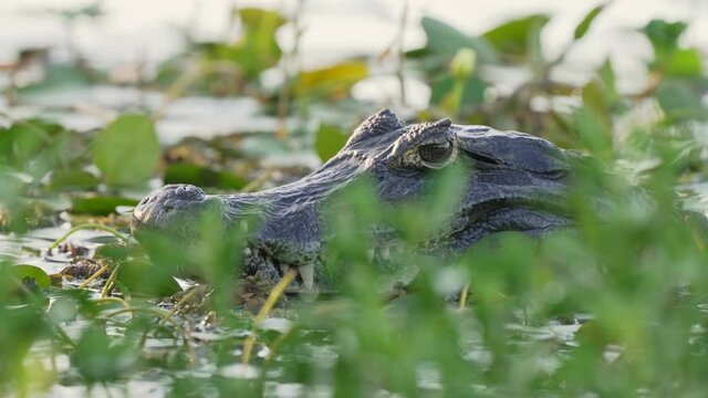 Jacare Caiman lying still in shallows of wetland; low angle shallow depth