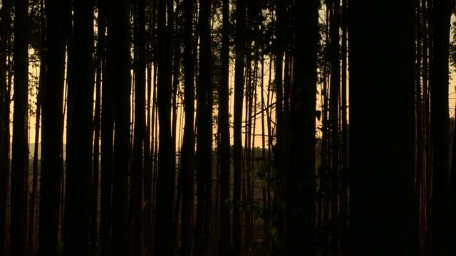 Forests of Southern Africa, Bluegums