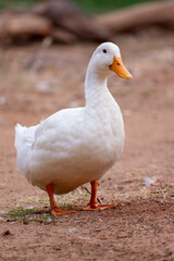 Fototapeta premium white duck in the grass
