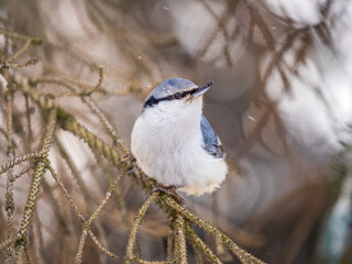 Eurasian nuthatch or wood nuthatch, lat. Sitta europaea, sitting on a tree branch with a blurred background.