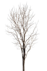 Obraz premium dead trees in thailand isolated on a white background