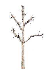 dead trees in thailand isolated on a white background