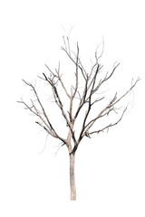 Fototapeta na wymiar dead trees in thailand isolated on a white background