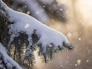 Green fir branches in winter covered with snow