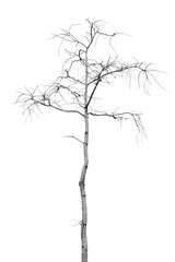 dead trees in thailand isolated on a white background