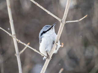 Eurasian nuthatch or wood nuthatch, lat. Sitta europaea, sitting on a tree branch with a blurred background.