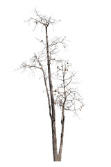 dead trees in thailand isolated on a white background