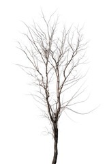 dead trees in thailand isolated on a white background