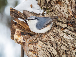 Eurasian nuthatch or wood nuthatch, lat. Sitta europaea, sitting on a tree trunk with snow in winter