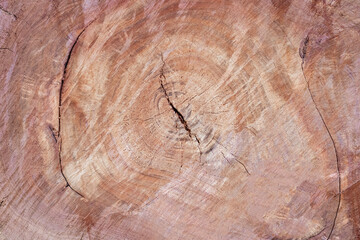 The surface of the wood with a circular pattern, red wood.