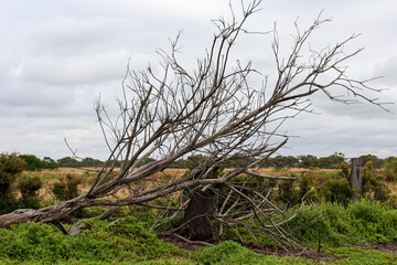 windswept tree in coastal field