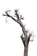 dead trees in thailand isolated on a white background