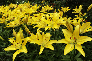 yellow lilies blooming in the garden