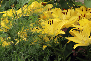 yellow lilies and green asparagus grow in the garden