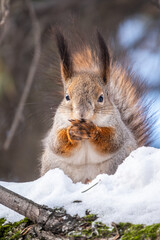 Fototapeta premium Squirrel in winter sits on a tree trunk with snow