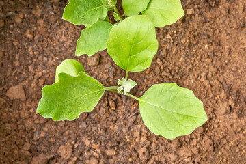 Brinjal eggplant (Solanum melongena) growing in grow bag.