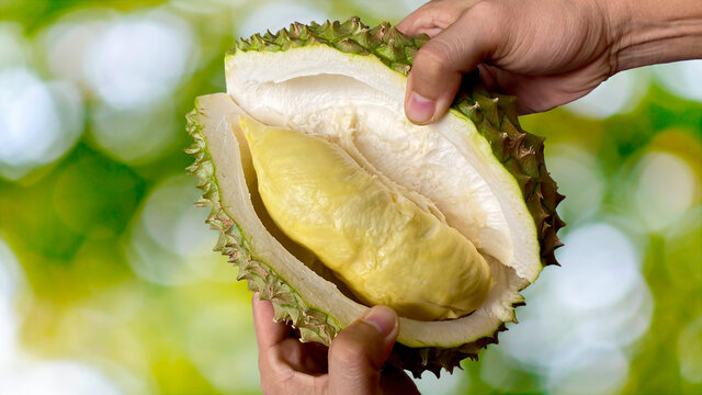 Close up Asian women hand holding durian fruit. Ripe durian. Tasty durian that has been, durian is the king of fruits. Is a famous fruit in Asia.