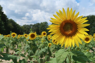 field of sunflowers
