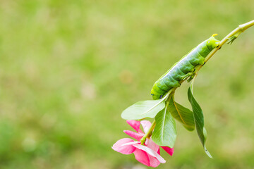 Caterpillar, Big green worm, Giant green worm with white stripes on the side there is a pattern near the header looks like big eyes on the green leaf in the garden background.