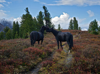 Loose horses in the Tunkinskie ridge mountains Eastern Sayan