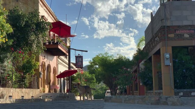 Wild dog  walks the streets of El Triunfo, Baja, Mexico