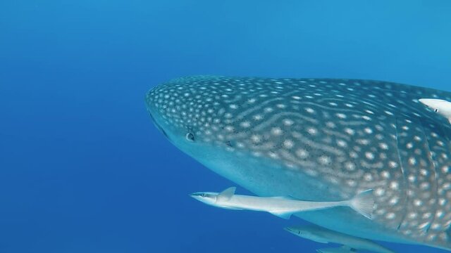 Close up of the head of a whale shark swimming through a blue ocean with several suckerfish next to it. 30fps.