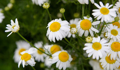 Beautiful white daisies on a green blurred background. Close-up. The concept of growing flowers in the garden. Copyspace.